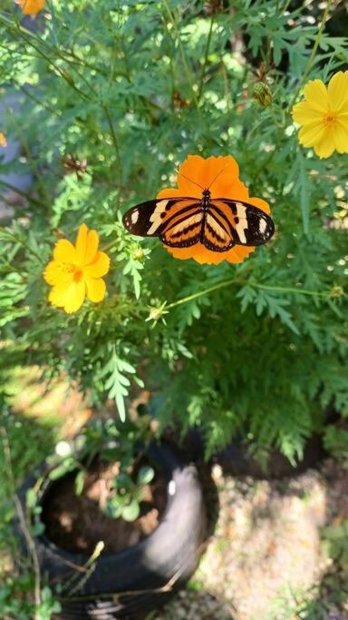 Flor De Cacau Hospedaria ウバトゥバ エクステリア 写真